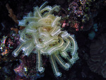 Comanthina nobilis - Edel-Haarstern