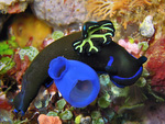 Tambja morosa