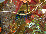Panulirus versicolor - Schmuck-Languste