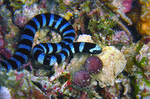 Laticauda colubrina - Gelblippen Seeschlange