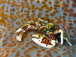 Neopetrolisthes oshimai - Oshimas Porzellankrebs