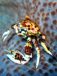 Neopetrolisthes oshimai - Oshimas Porzellankrebs