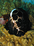 Ovula ovum - Eischnecke