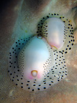Calpurnus verrucosus - Fingernagel-Eischnecke