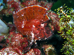 Taenianotus triacanthus - Schaukelfisch