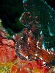 Taenianotus triacanthus - Schaukelfisch