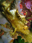 Taenianotus triacanthus - Schaukelfisch
