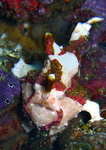 Antennarius maculatus - Warzen Anglerfisch