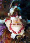 Antennarius maculatus - Warzen Anglerfisch