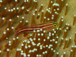 Helcogramma striatum - Tropische gesteifter Dreiflossler