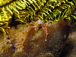 Naxioides taurus - Bullen-Spinnenkrabbe