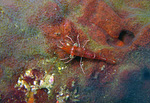 Cinetorhynchus reticulatus - Gestreifte Tanzgarnele