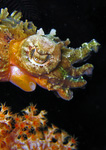Sepia bandensis - Stumpfdorn-Sepie