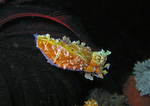 Sepia bandensis - Stumpfdorn-Sepie