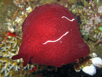 Pleurobranchus forskalii - Forsskals Flankenkiemer