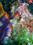 Hippocampus Pontohi - Zwerg-Seepferdchen