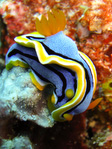 Chromodoris elisabethina