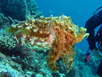 Sepia latimanus - Breitarm Sepia