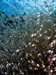 Parapriacanthus ransonneti - Glasfisch
