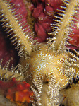 Ophiarachna affinis - Schlangenstern