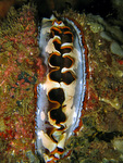 Spondylidae - Stachelaustern