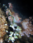 Cyclocoeloma tuberculata - Turberkel-Spinnenkrabbe