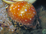Cypraea vitellus - Deer Cowrie