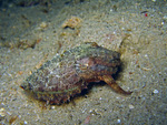 Sepia bandensis - Stumpfdorn-Sepie