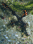 Solenostomus paradoxus - Schmuck-Geisterpfeifenfisch