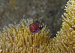Euprymna berryi