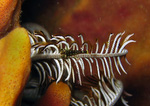 Periclimenes amboinensis - Haarstern Partnergarnele