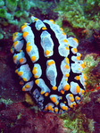 Phyllidia varicosa
