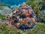 Scorpaenopsis oxycephala - Fransen Drachenkopf