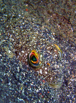 Torquigener brevipinnis - Kurzflossen Kugelfisch