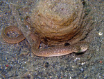 Gymnothorax richardsoni - Richardson-Muräne