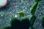 Rudarius excelsus - Diamond leatherjacket