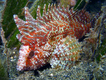 Paracentropogon longispinus - Langstrahlen Stirnflosser
