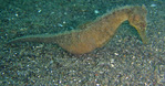 Hippocampus moluccensis - Molukken  Seeferdchen