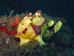 Antennarius maculatus - Warzen Anglerfisch