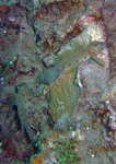 Exyrias belissimus - Mud reef-goby