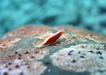 Periclimenes soror - Seestern Garnele