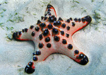 Protoreaster nodosus - Knotiger Walzenstern (Hörnerseestern)