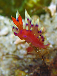 Flabellina rubrolineata