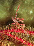 Naxioides taurus - Bullen-Spinnenkrabbe