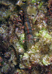 Metapenaeus sp. 2 - Graue Sandgarnele