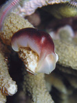 Chelidonura amoena - Sternen-Kopfschildschnecke