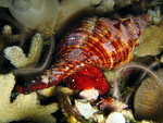 Fasciolariidae - Spindelschnecken