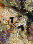 Callogobius hasseltii - Hasselt's Grundel