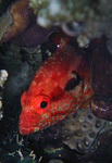 Cephalopholis  leopardus - Leopard-Zackenbarsch