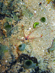 Amphiura sp - Schlangenstern